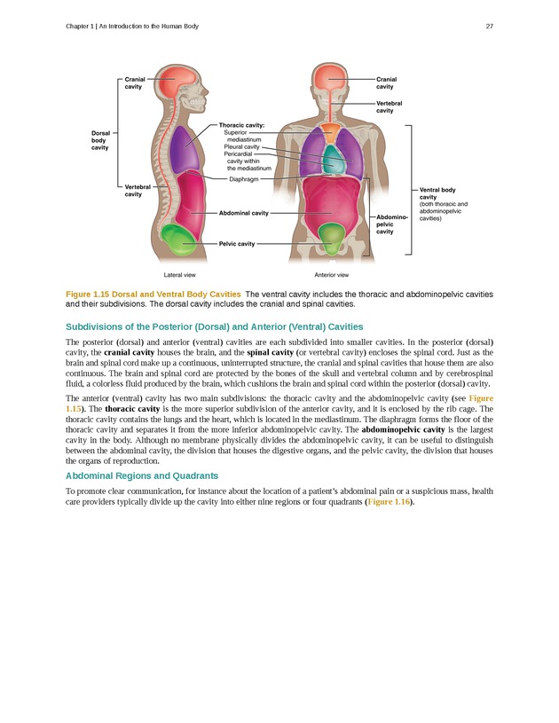 Anatomy & Physiology - Front Matter 36
