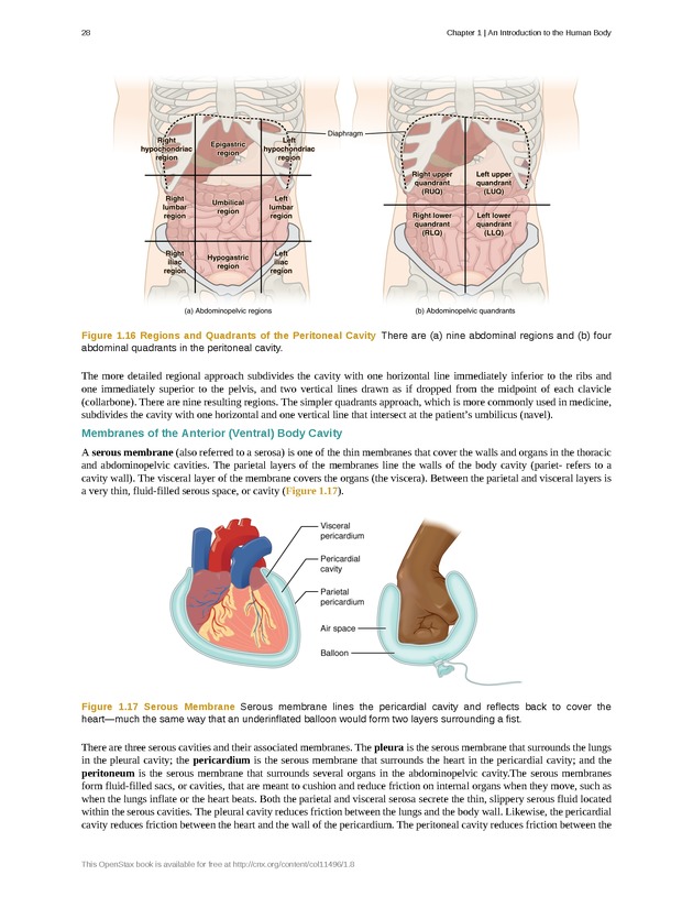 Anatomy & Physiology - Front Matter 37