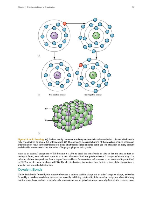 Anatomy & Physiology - Front Matter 60