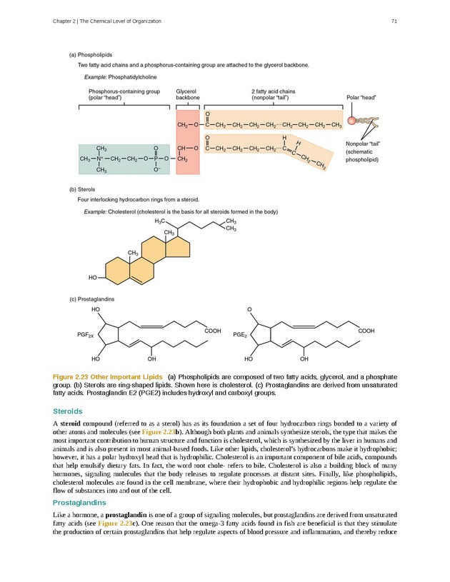 Anatomy & Physiology - Front Matter 80
