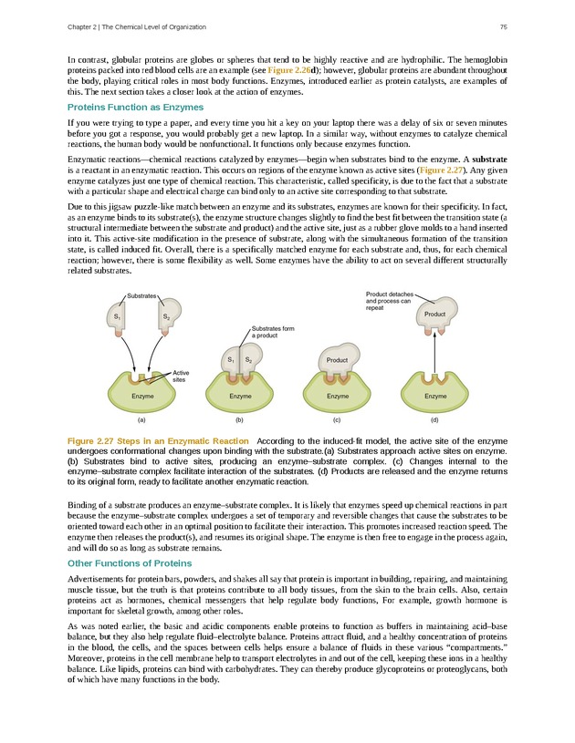 Anatomy & Physiology - Front Matter 84