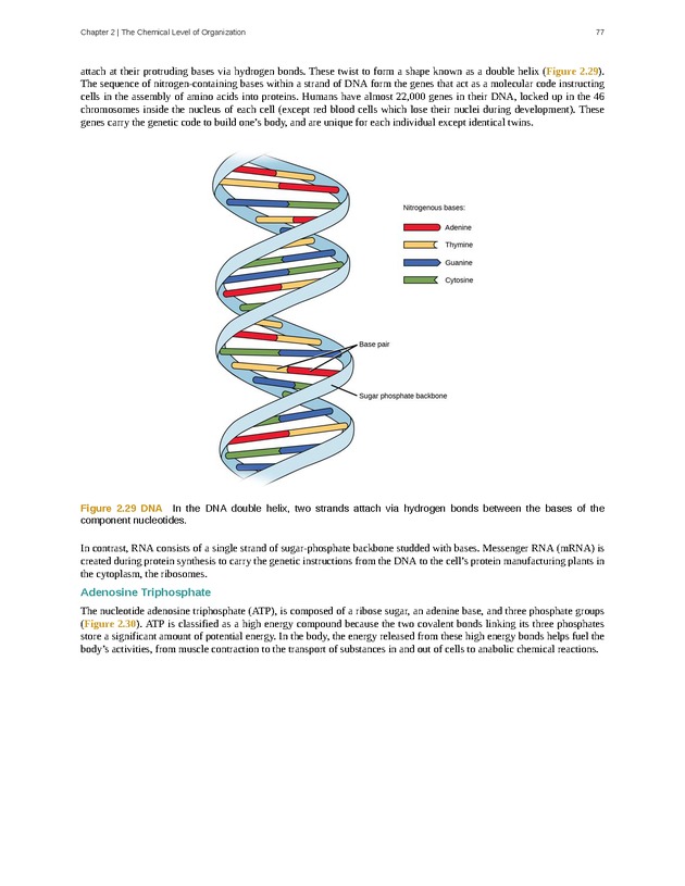 Anatomy & Physiology - Front Matter 86