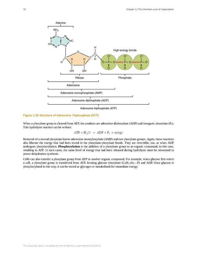 Anatomy & Physiology - Front Matter 87