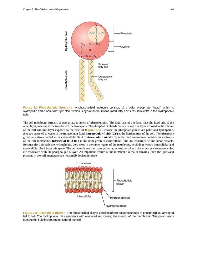 Anatomy & Physiology - Front Matter 98