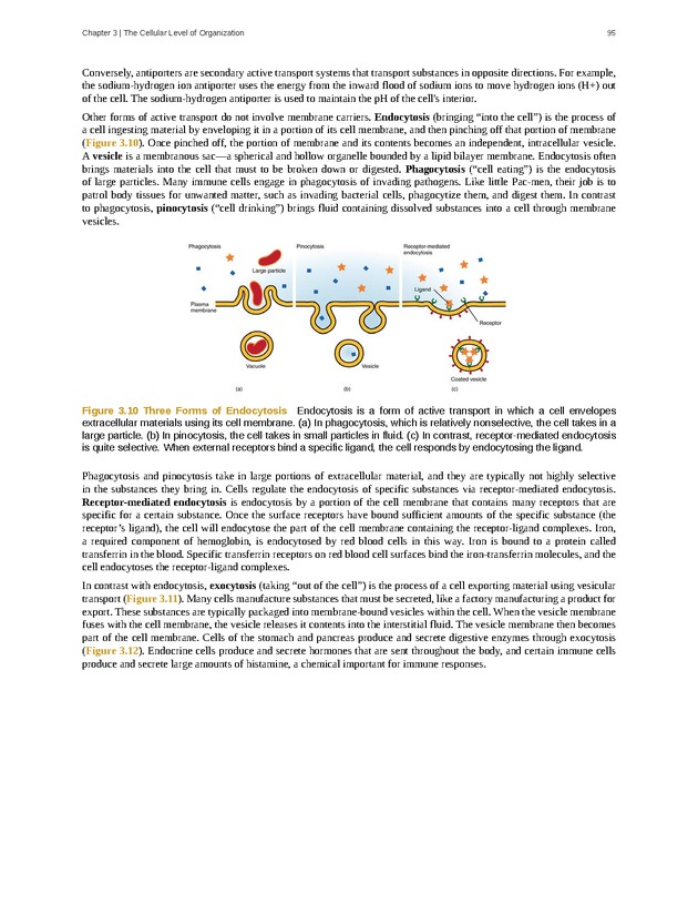 Anatomy & Physiology - Front Matter 104