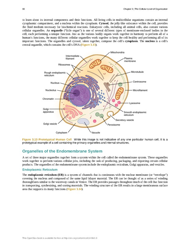 Anatomy & Physiology - Front Matter 107
