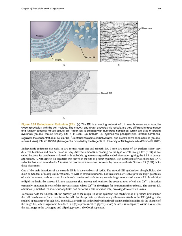 Anatomy & Physiology - Front Matter 108