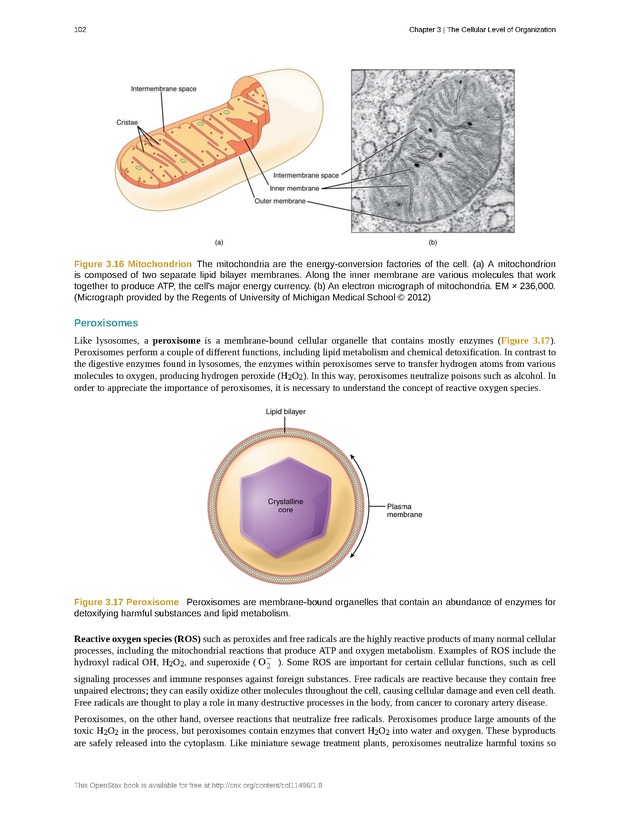 Anatomy & Physiology - Front Matter 111