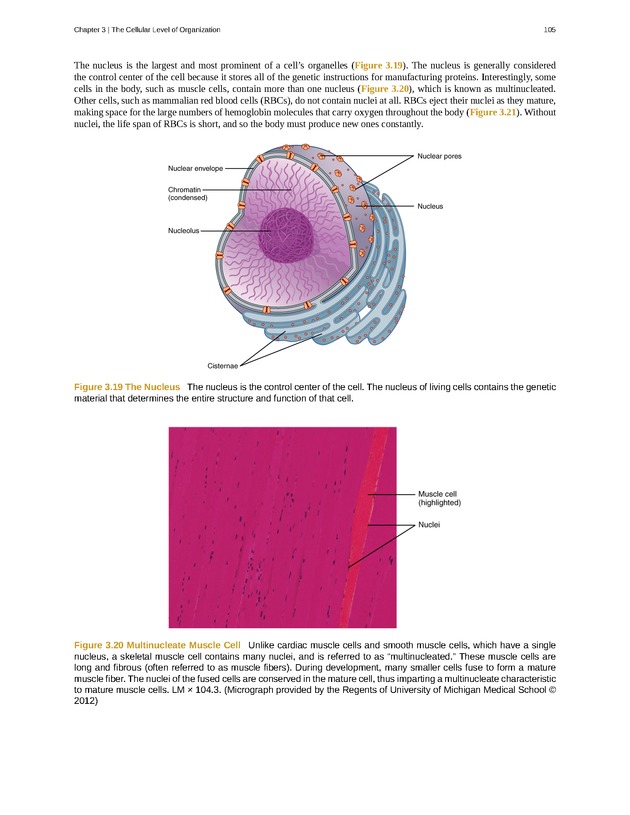 Anatomy & Physiology - Front Matter 114