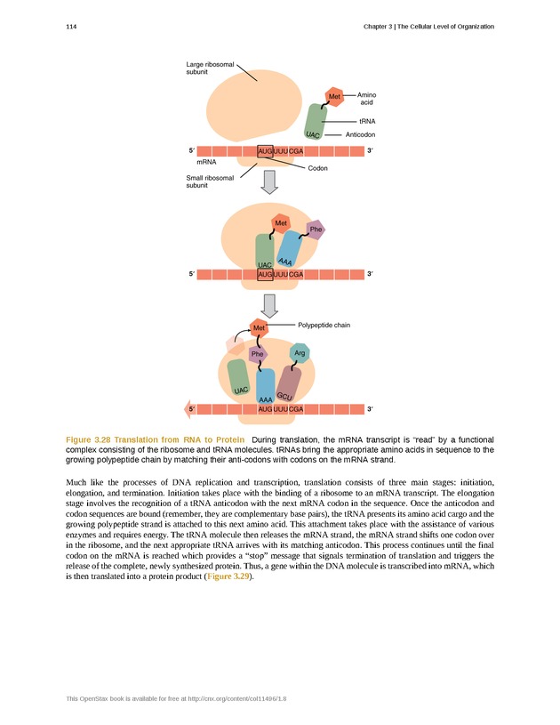 Anatomy & Physiology - Front Matter 123