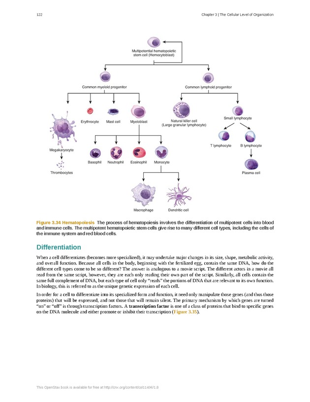 Anatomy & Physiology - Front Matter 131