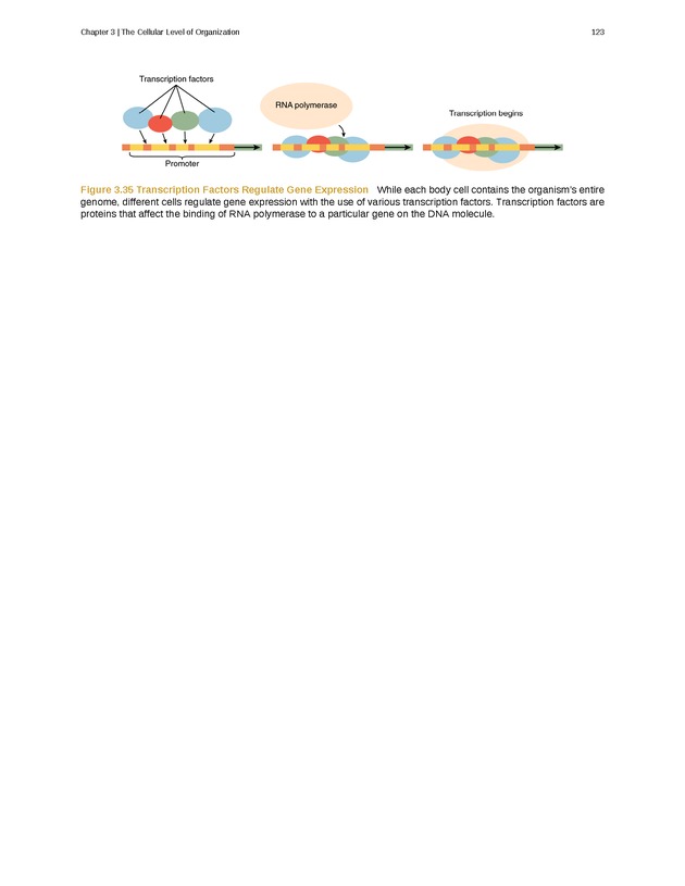 Anatomy & Physiology - Front Matter 132