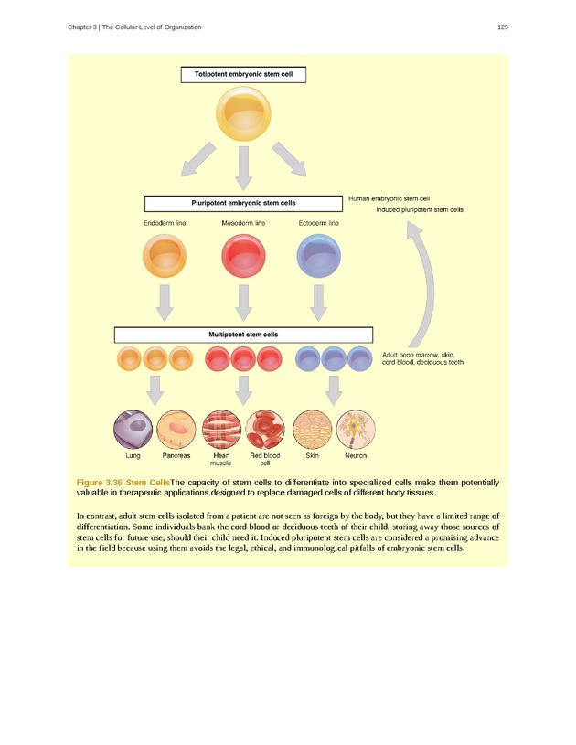 Anatomy & Physiology - Front Matter 134