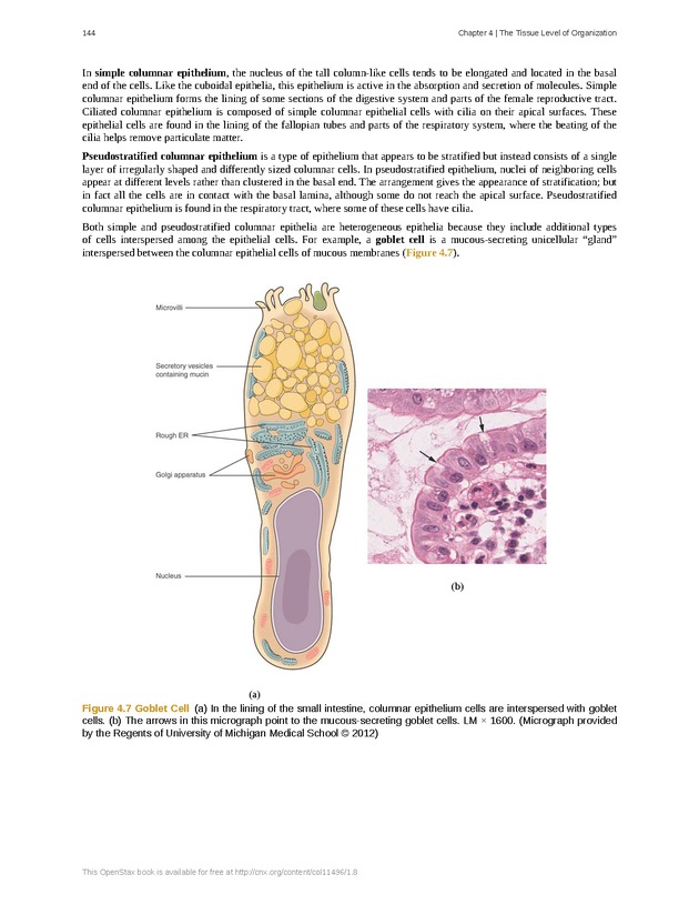 Anatomy & Physiology - Front Matter 153