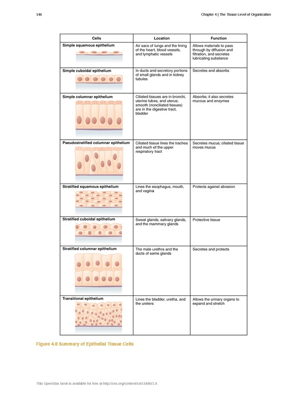 Anatomy & Physiology - Front Matter 155