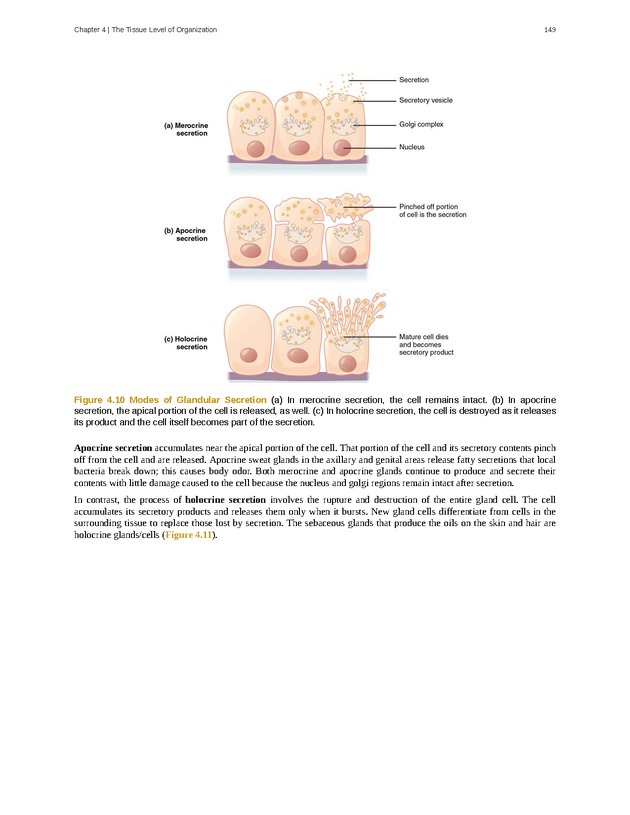 Anatomy & Physiology - Front Matter 158