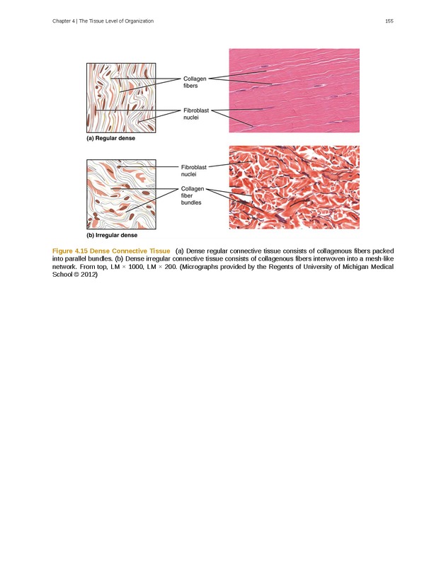 Anatomy & Physiology - Front Matter 164