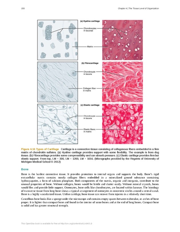 Anatomy & Physiology - Front Matter 167
