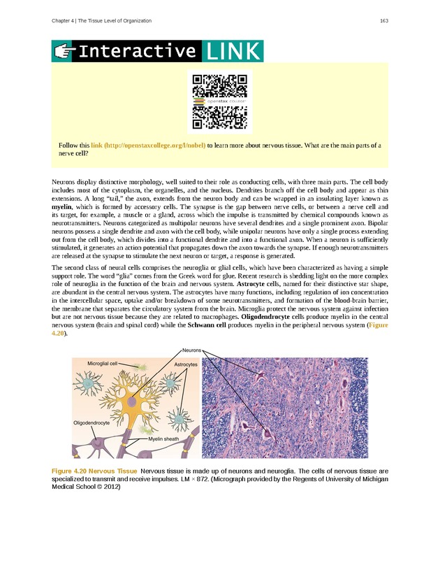 Anatomy & Physiology - Front Matter 172