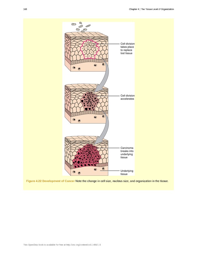 Anatomy & Physiology - Front Matter 177