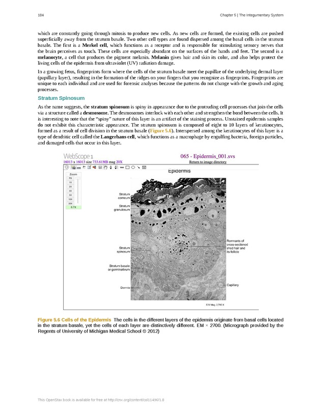 Anatomy & Physiology - Front Matter 193
