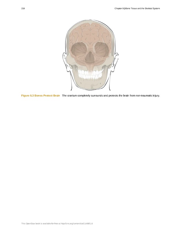 Anatomy & Physiology - Front Matter 225