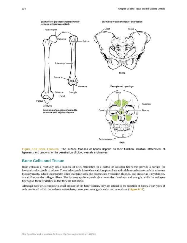 Anatomy & Physiology - Front Matter 233