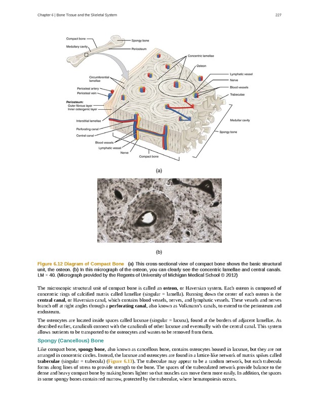 Anatomy & Physiology - Front Matter 236