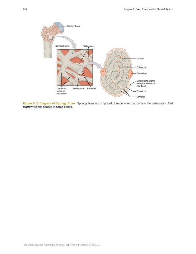 Anatomy & Physiology - Front Matter 237