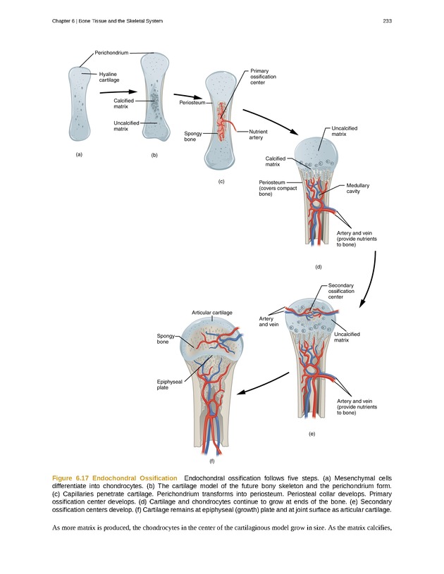 Anatomy & Physiology - Front Matter 242