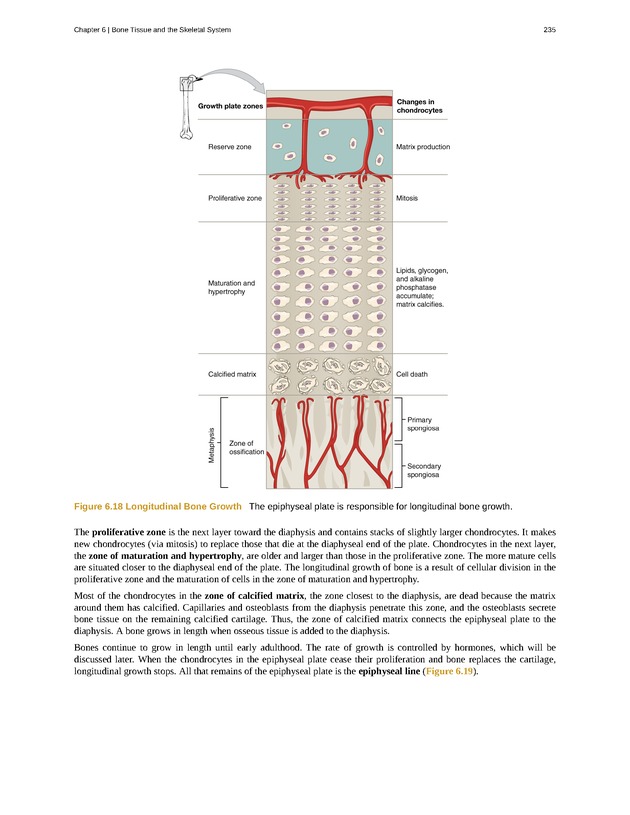 Anatomy & Physiology - Front Matter 244
