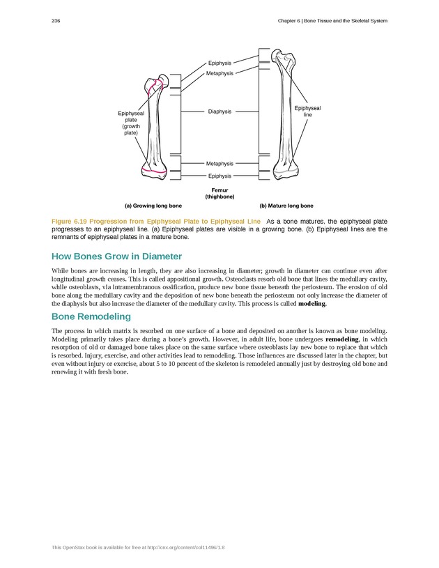 Anatomy & Physiology - Front Matter 245