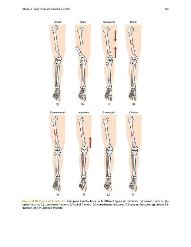Anatomy & Physiology - Front Matter 248