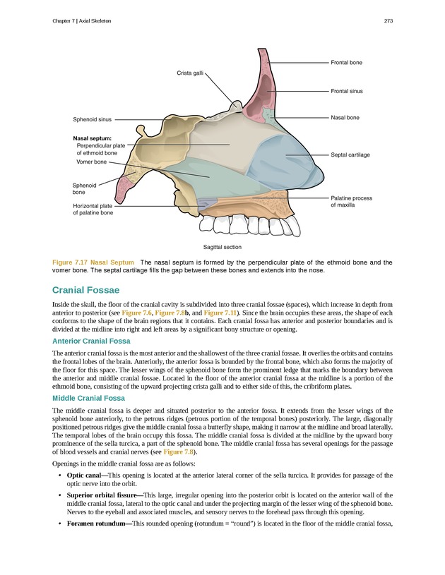 Anatomy & Physiology - Front Matter 282