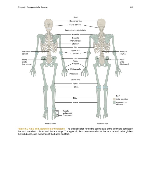 Anatomy & Physiology - Front Matter 318