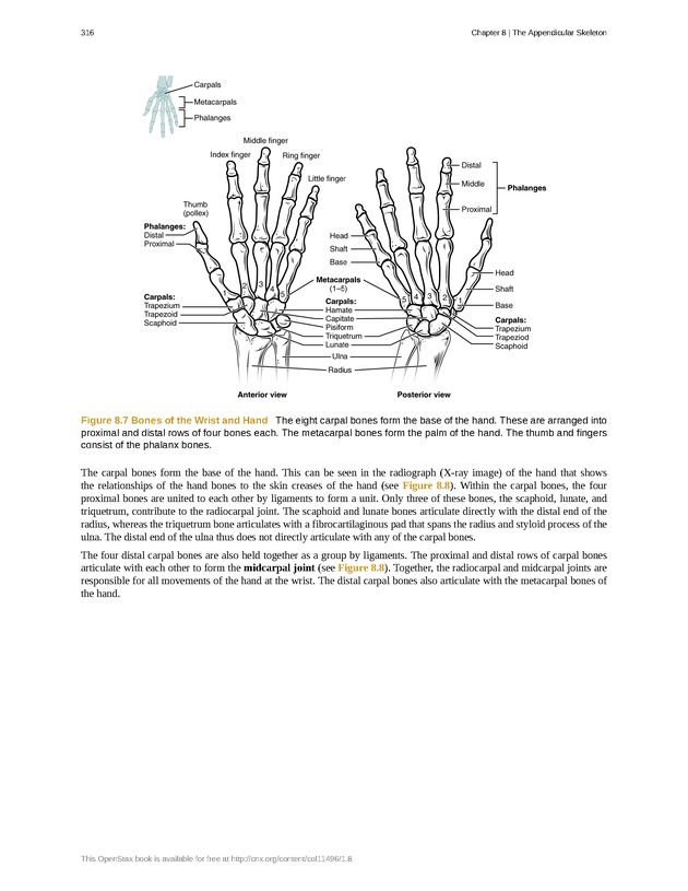Anatomy & Physiology - 