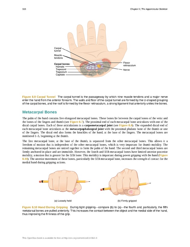 Anatomy & Physiology - 