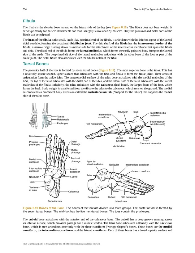 Anatomy & Physiology - 