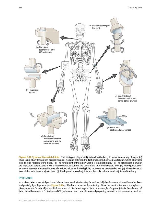 Anatomy & Physiology - 