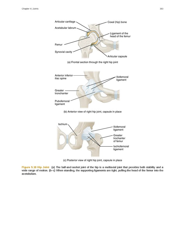Anatomy & Physiology - 