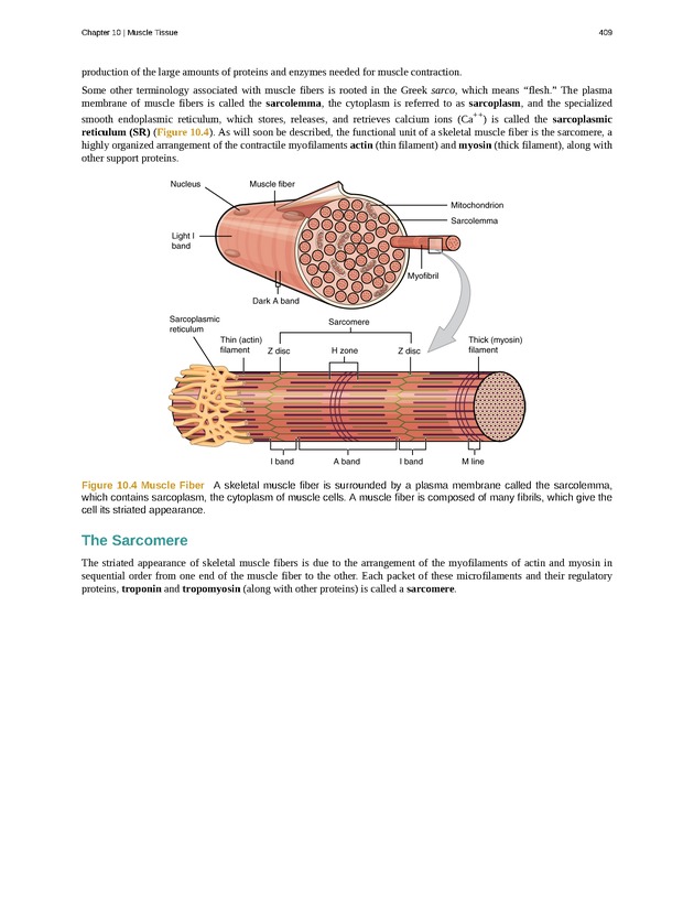 Anatomy & Physiology - 