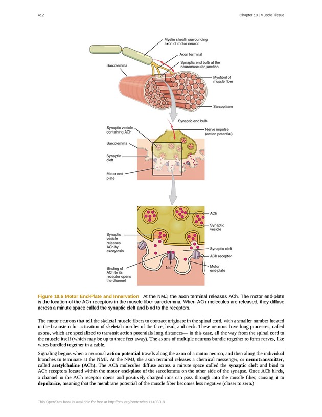 Anatomy & Physiology - 