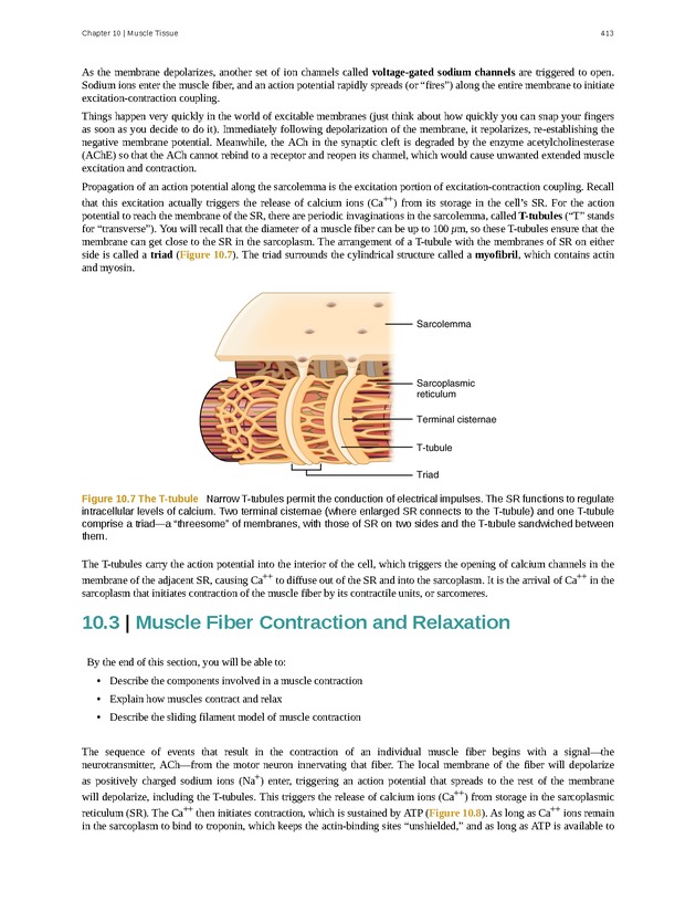 Anatomy & Physiology - 