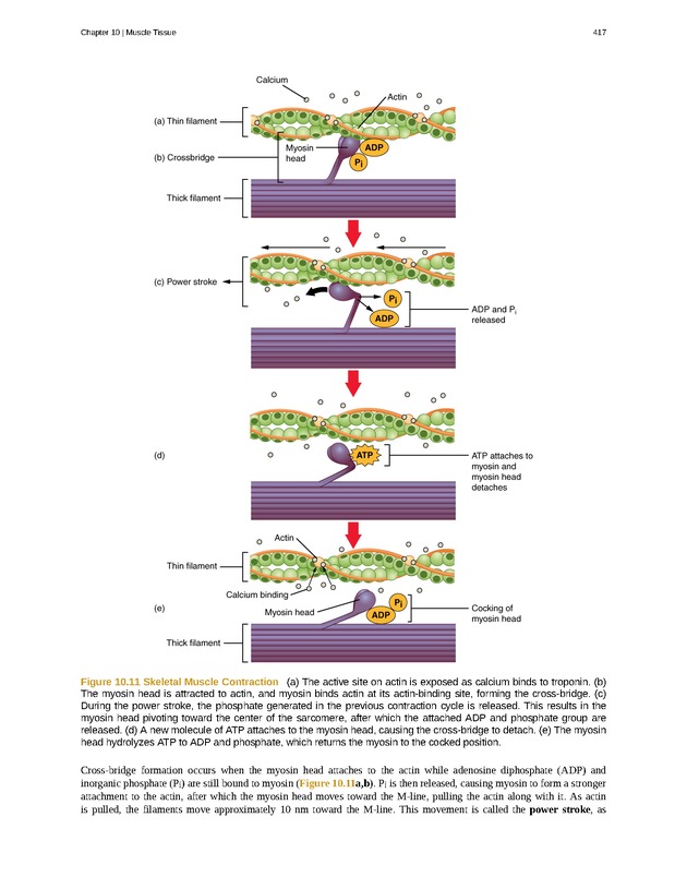 Anatomy & Physiology - 