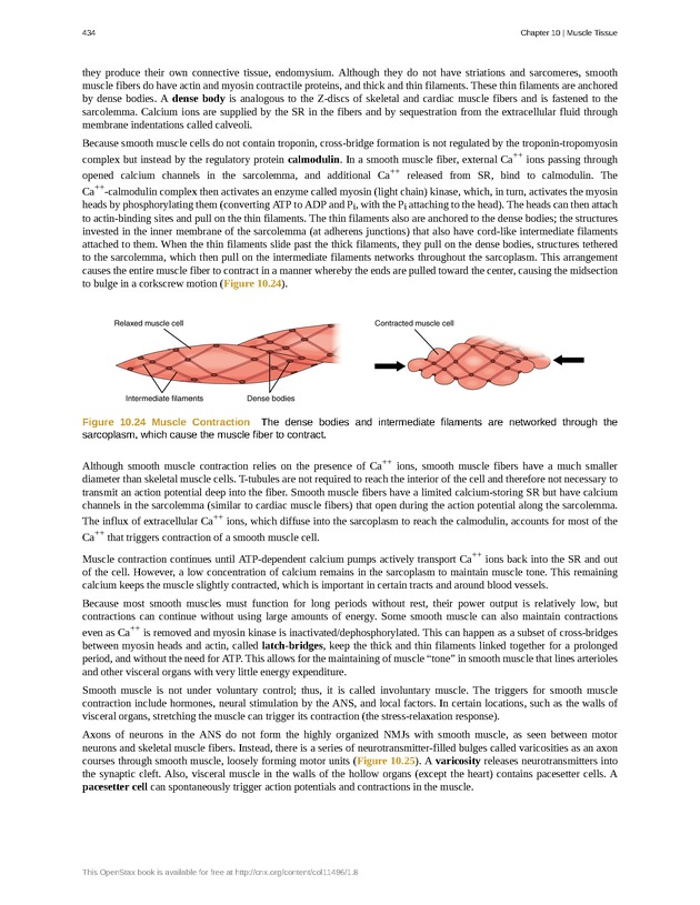 Anatomy & Physiology - 