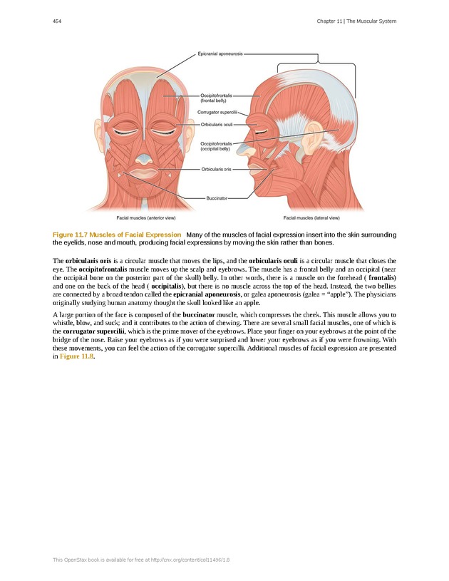Anatomy & Physiology - 