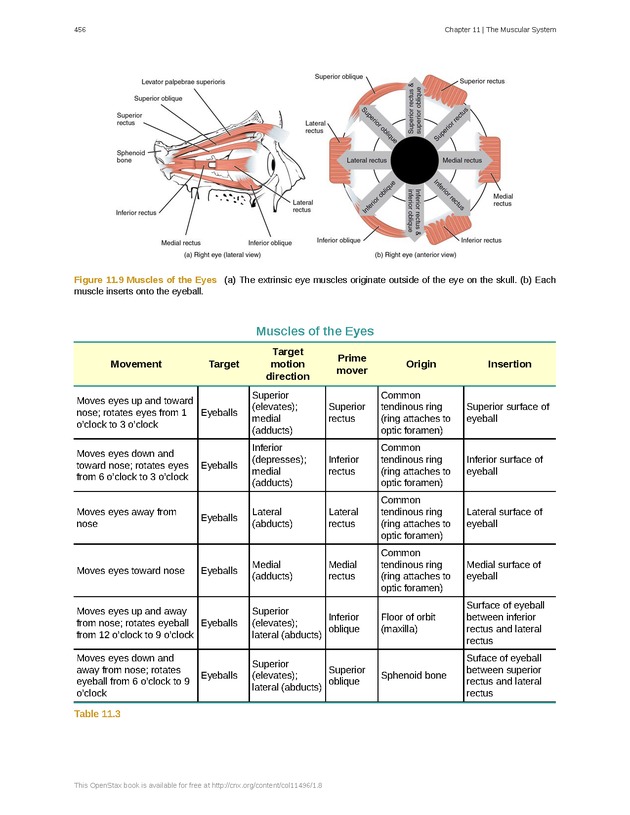 Anatomy & Physiology - 