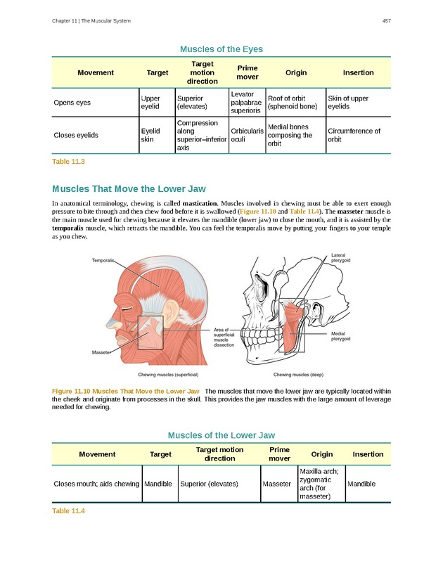 Anatomy & Physiology - 