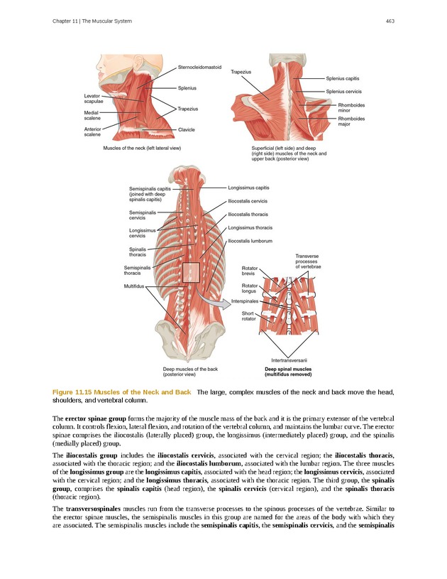 Anatomy & Physiology - 