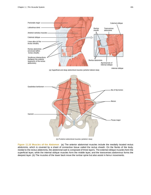 Anatomy & Physiology - 